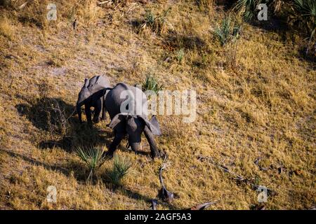 Éléphant avec veau dans la savane, vue aérienne, delta d'Okavango, en vol hélicoptère, Botswana, Afrique australe, Afrique Banque D'Images