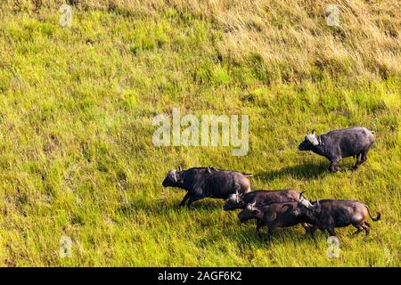 Buffles en cours de course sur savane, prairies, vue aérienne du delta de l'Okavango, par hélicoptère, Botswana, Afrique australe, Afrique Banque D'Images