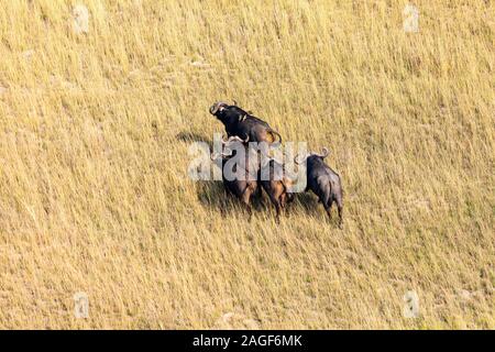 Buffles en cours de course sur savane, prairies, vue aérienne du delta de l'Okavango, par hélicoptère, Botswana, Afrique australe, Afrique Banque D'Images