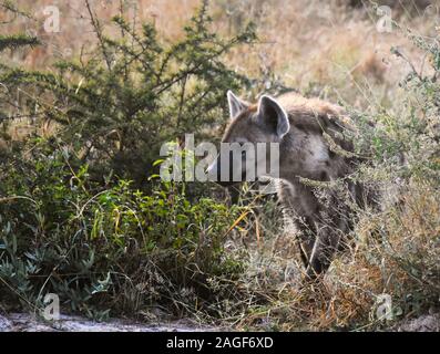 L'Hyène tachetée qui sortent de la brousse dans la réserve de Moremi, Okavango Delta, Botswana Banque D'Images