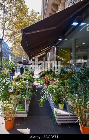 Street view avec l'extérieur d'un magasin de fleurs avec des plantes en pots et fleurs affiché sur le trottoir dans le quartier du Marais, Paris, France Banque D'Images