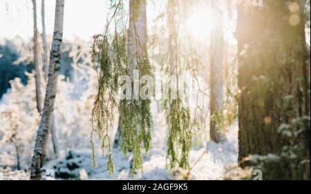 Fougères pendant vers le bas recouvert de neige au coucher du soleil en Suède Banque D'Images