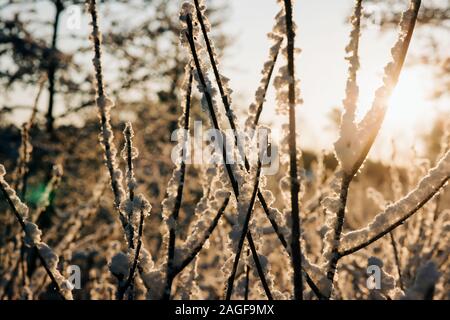 Les branches d'arbres couverts de neige brillant à la lumière au coucher du soleil Banque D'Images