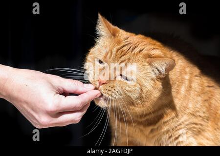 Chat Orange (race mélangée ; demi persan) en prenant un morceau de la moulée à partir d'une main ; fond sombre Banque D'Images