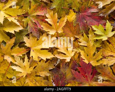 Autumn background, Close-up shot de feuilles tombées sur le sol Banque D'Images