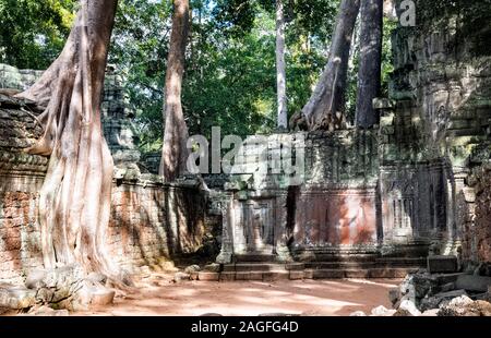 Ta Prohm Temple, également connu sous le nom de Tomb Raider Temple, Siem Reap, Cambodge - UNESCO World Heritage Site Banque D'Images