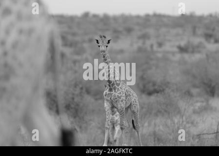 Mise au point sélective en niveaux de gris d'une girafe en regardant vers le appareil photo Banque D'Images