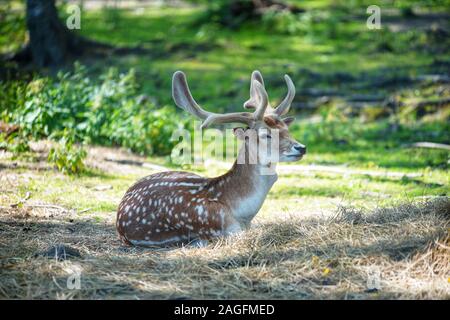 Cerf blanc et brun sur le sol entouré par verdure avec arrière-plan flou Banque D'Images