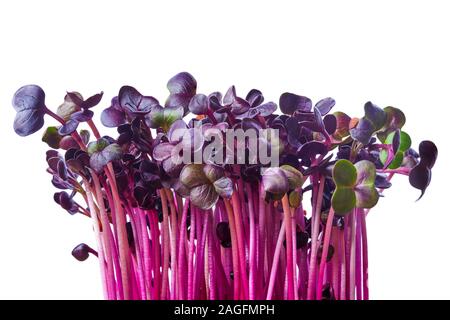 Pousses de radis pourpre frais isolé sur blanc. Microgreens. Banque D'Images