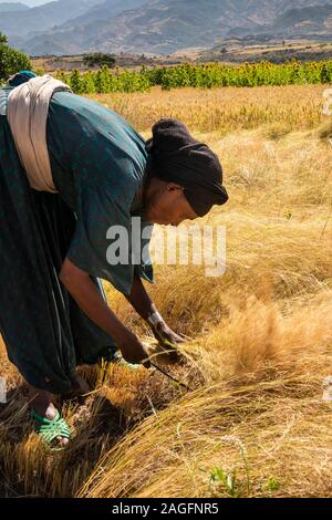L'Éthiopie, région d'Amhara, Lalibela, Yemrehanna Kristos, de l'agriculture, la récolte des cultures céréalières de tef femme à la main Banque D'Images