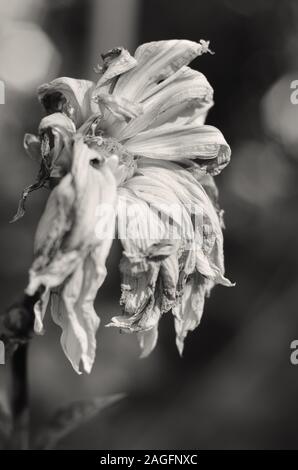 Cliché vertical en niveaux de gris d'une fleur flétrisé avec un flou arrière-plan Banque D'Images
