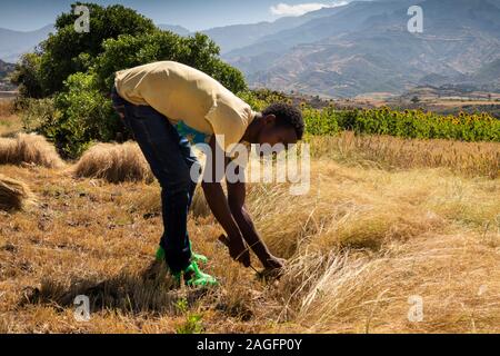 L'Éthiopie, région d'Amhara, Lalibela, Yemrehanna Kristos, de l'agriculture, la récolte des cultures céréalières de l'homme à la main de tef Banque D'Images