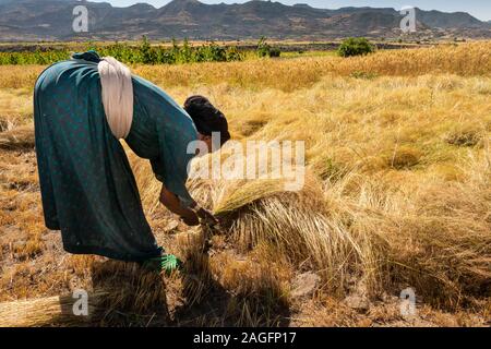 L'Éthiopie, région d'Amhara, Lalibela, Yemrehanna Kristos, de l'agriculture, la récolte des cultures céréalières de tef femme à la main Banque D'Images