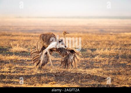 Gros plan sur une femelle d'autruche somalienne qui court dans le vallée dans le parc national de Ngorongoro Banque D'Images