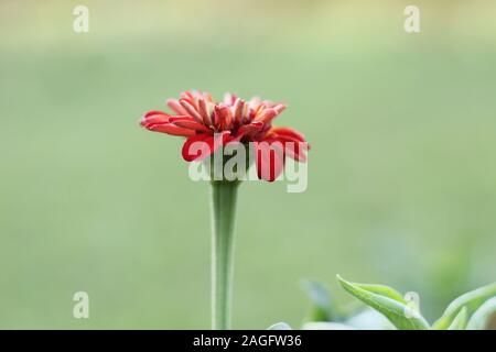 Couleur rouge fleurs de souci Banque D'Images