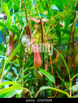 Plante carnivore Nepenthes, une cruche de fraîches et naturelles tropicales carnivores plantes rampantes. Frais ou sec nouveau rouge verseuse Nepenthes sur fond de gr Banque D'Images