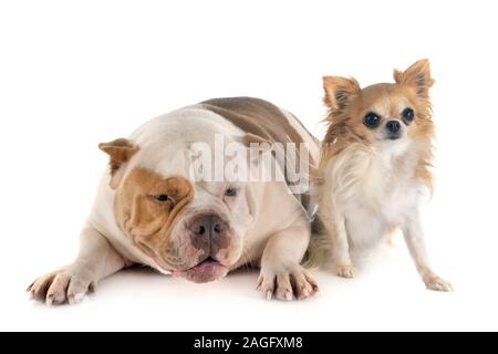 American bully et chihuahua in front of white background Banque D'Images