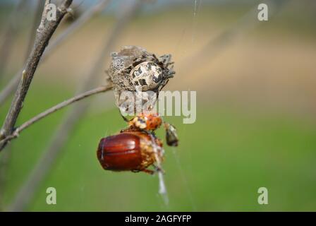 Araignée dans le web avec coccinelle et cockchafer bug close up detail, soft herbe flous d'arrière-plan flou Banque D'Images