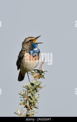 White-spotted ( Gorgebleue Luscinia svecica ) mâle adulte, perché sur l'argousier, le chant, la faune, l'Europe. Banque D'Images