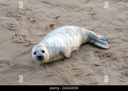 L'Atlantique nouveau-né de bébés phoques gris (Halichoerus grypus atlanticus) sur Horsey, Norfolk, un important lieu de reproduction pour ces animaux. Banque D'Images