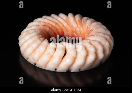 Anneau de glace cuites et décortiquées queues langoustines congelées vitrage réfléchissant sur la surface noire. Banque D'Images