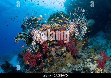 Mer Rouge poisson-papillon ou Turkeyfish sur barrière de corail avec des coraux mous. Banque D'Images