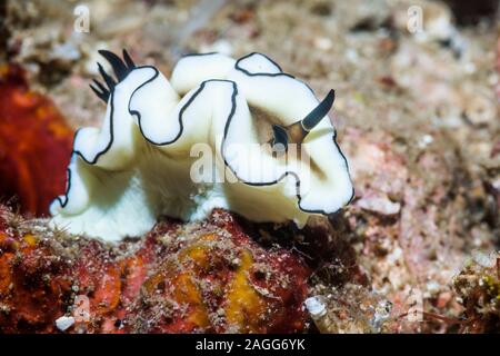 Doriprismatica atromarginata nudibranche - Glossodoris atromarginata [avant. Détroit de Lembeh, au nord de Sulawesi, Indonésie. Banque D'Images