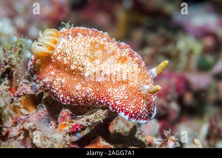 - Nudibranche Chromodoris tinctoria. Nord de Sulawesi, en Indonésie. Banque D'Images