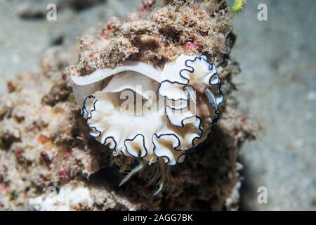 - Glossodoris atromarginata nudibranche avec des oeufs. Nord de Sulawesi, en Indonésie. Banque D'Images