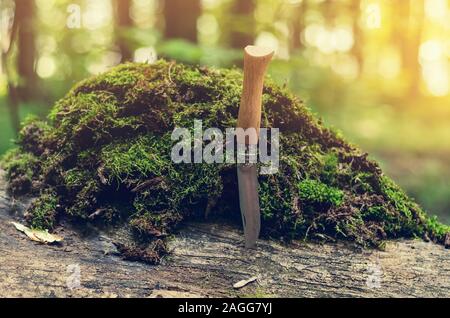 Couteau pliant avec un manche en bois est coincé dans un arbre. Pile de mousse verte. Banque D'Images