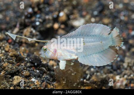 Peacock Razorfish [Iniistius pavo] mineur. Banque D'Images