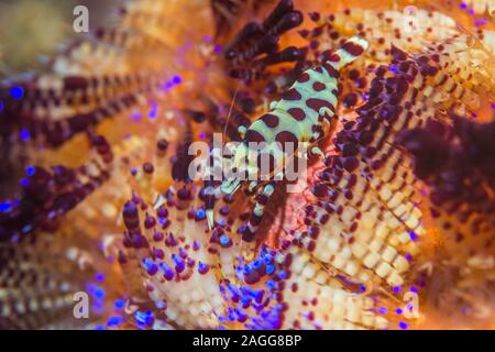 Crevettes Coleman [Periclemenes colemani] sur l'oursin de mer toxiques [Asthenosoma ijimai]. Détroit de Lembeh, au nord de Sulawesi, Indonésie. Banque D'Images