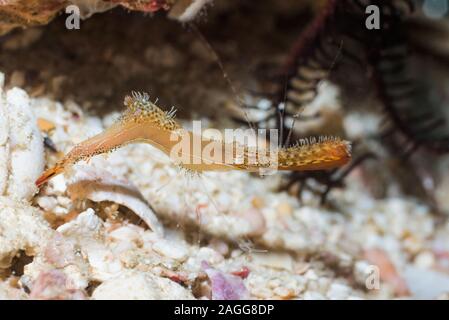 Donald Duck ou crevettes Crevettes Rock Long Nez [Leander plumosus]. La Papouasie occidentale, en Indonésie. Indo-ouest pacifique. Banque D'Images