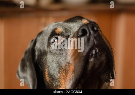Portrait d'une forte auto-persuadé de rottweiler. Un gros plan de la tête d'un mâle Rottweiler. Focus sélectif. Banque D'Images