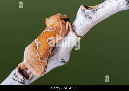 Papillon Orange (Triodia sylvina). León, Espagne Banque D'Images