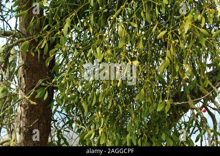 La photo montre un gui sur un arbre Banque D'Images