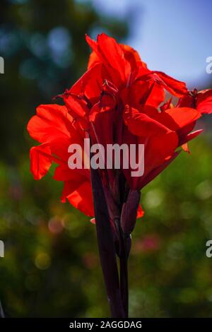 Canna rouge (aussi Canna fleurit) photographiée à Céphalonie, îles Ioniennes, Grèce en septembre Banque D'Images