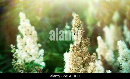 Spiraea à feuilles étroites (Spiraea alba) dans un pré dans une clairière de la forêt Banque D'Images