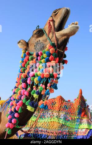 Les chameaux décorés dans le Grand Rann de Kutch, Gujarat, Inde Banque D'Images