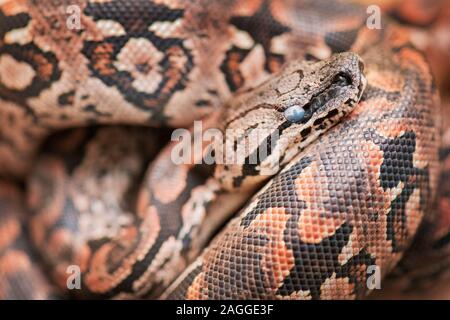 Pilsen, République tchèque. Dec 19, 2019. Un snakelet d'Dumeril Acrantophis dumerili boa () est vu dans le Zoo de Plzen, République tchèque, le 19 décembre 2019. Photo : CTK Miroslav Chaloupka/Photo/Alamy Live News Banque D'Images