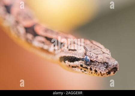 Pilsen, République tchèque. Dec 19, 2019. Un snakelet d'Dumeril Acrantophis dumerili boa () est vu dans le Zoo de Plzen, République tchèque, le 19 décembre 2019. Photo : CTK Miroslav Chaloupka/Photo/Alamy Live News Banque D'Images