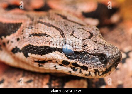 Pilsen, République tchèque. Dec 19, 2019. Un snakelet d'Dumeril Acrantophis dumerili boa () est vu dans le Zoo de Plzen, République tchèque, le 19 décembre 2019. Photo : CTK Miroslav Chaloupka/Photo/Alamy Live News Banque D'Images