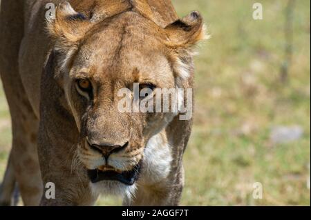 Lioness (Panthera leo), concession Khwai, Okavango Delta, Botswana Banque D'Images