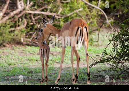 Impala (Aepyceros melampus) et au mollet, Chobe National Park, Botswana Banque D'Images