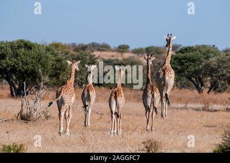 Tour de sud de girafes (Giraffa camelopardalis), Mashatu, Botswana Banque D'Images