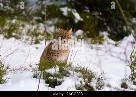 Lynx (Lynx linx), captive, Parc National de la forêt bavaroise, Bavière, Allemagne Banque D'Images