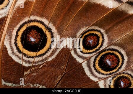 D'ocelles bleu Peleides Morpho (Morpho peleides limpida), Jardins De La Cascade La Paz, Vara Blanca, Costa Rica Banque D'Images