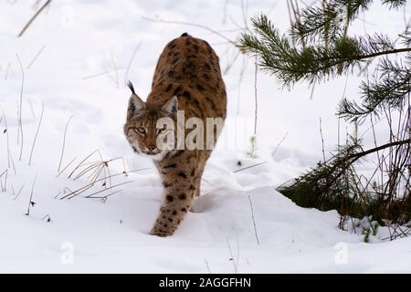 Lynx (Lynx linx), captive, Parc National de la forêt bavaroise, Bavière, Allemagne Banque D'Images