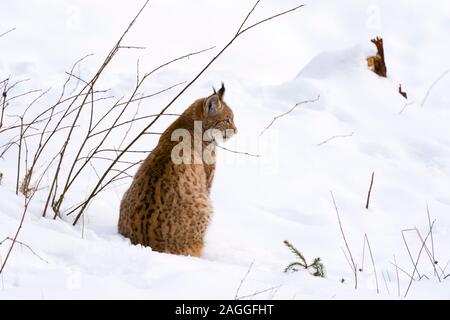 Lynx (Lynx linx), captive, Parc National de la forêt bavaroise, Bavière, Allemagne Banque D'Images