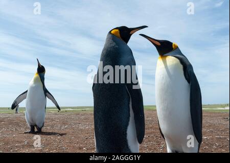 Trois manchots royaux (Aptenodytes patagonica), sur la plage, îles Falkland Banque D'Images